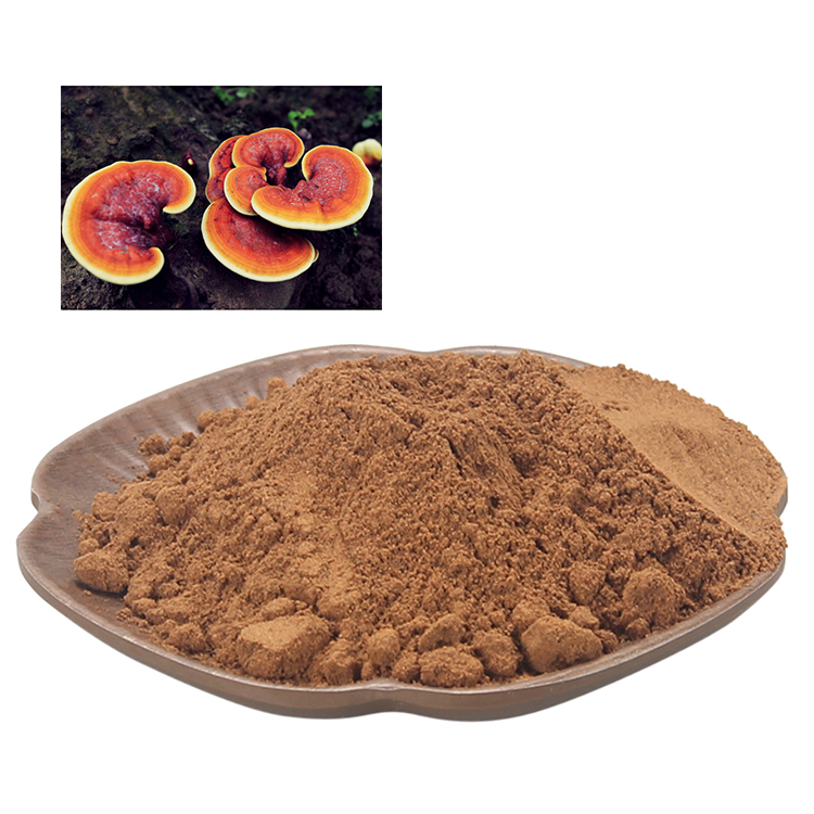 Can Reishi Mushroom Improve Sleep Quality Naturally?